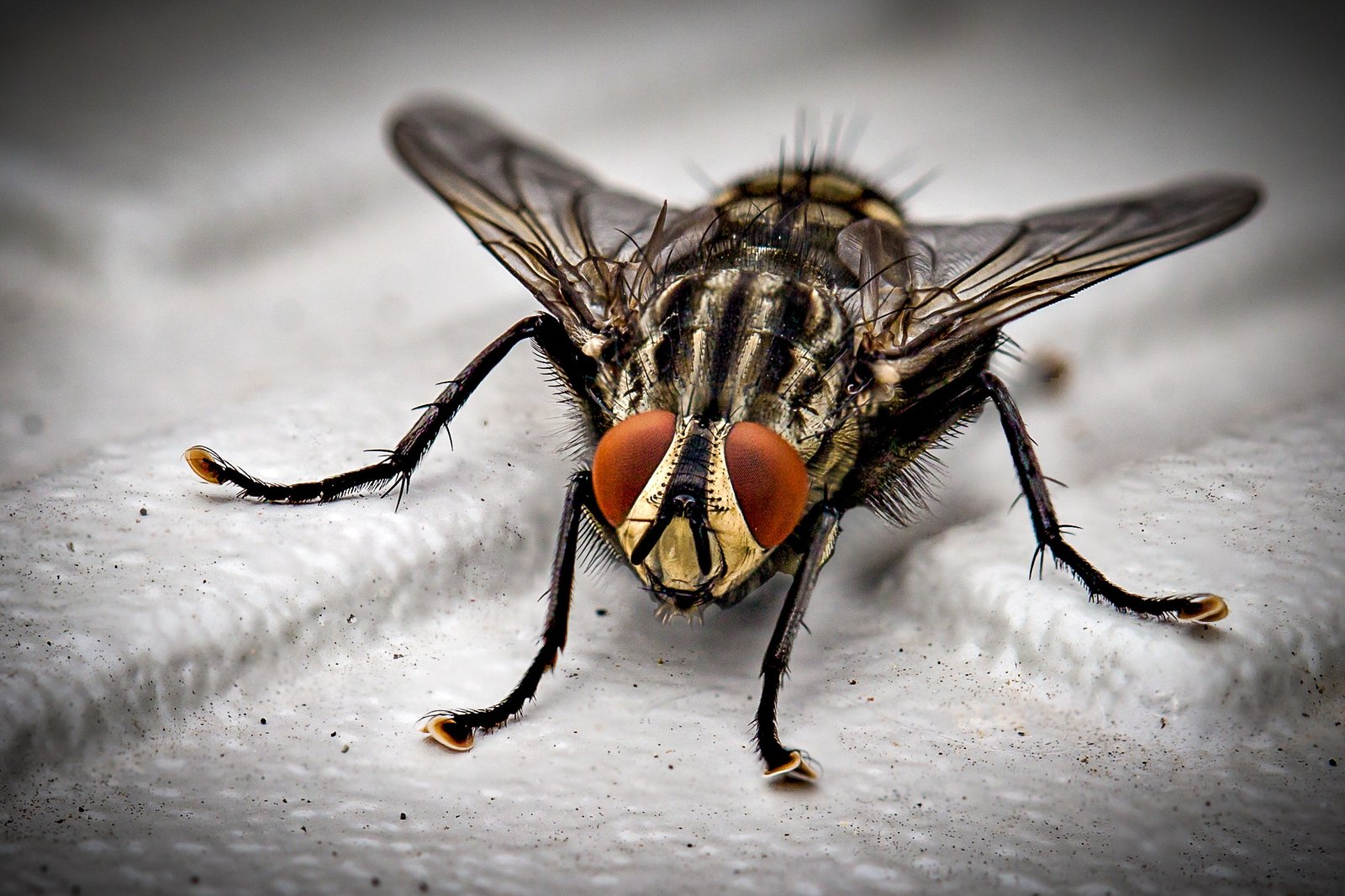 Mosca na sopa x abrangência na auditoria